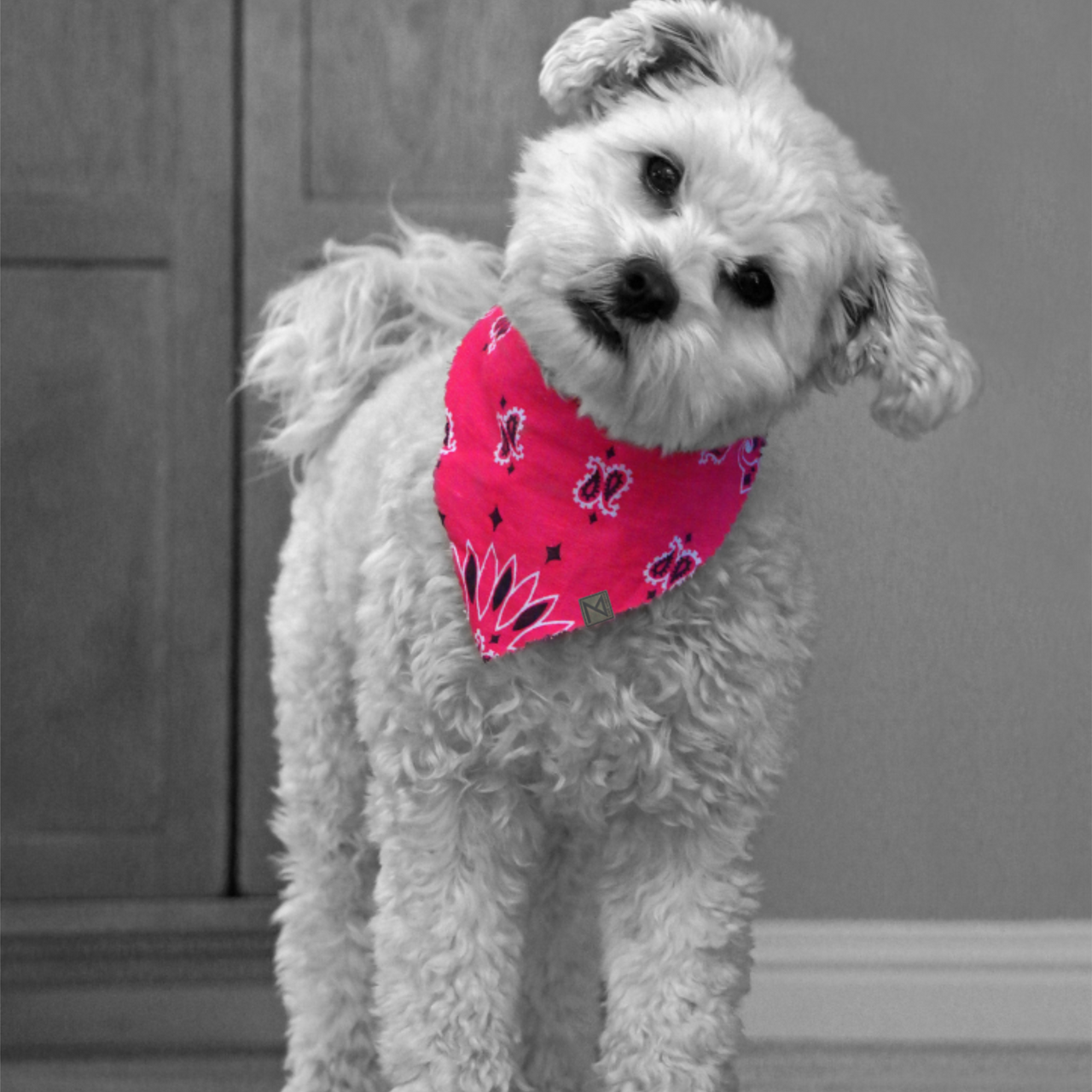 Premium Designer Dog Bandana with Matching Bracelet