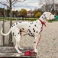 Thumbnail for best dog leash