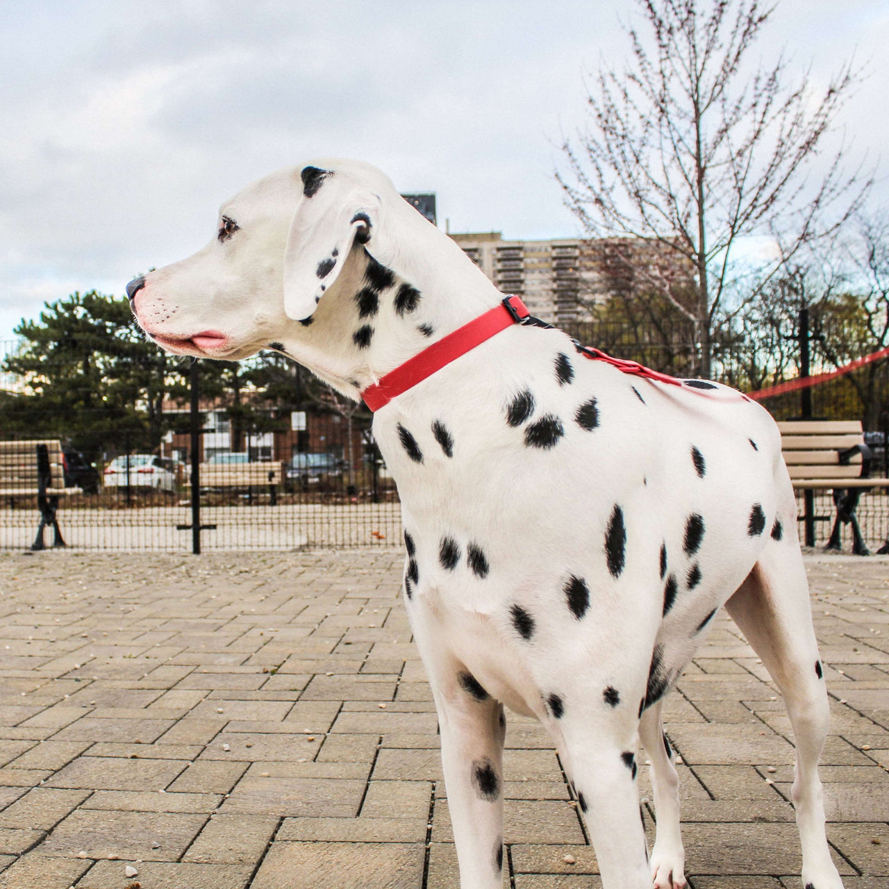 dog leash and collar set