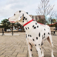 Thumbnail for dog leash and collar set