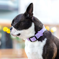 Thumbnail for pet collars & harnesses